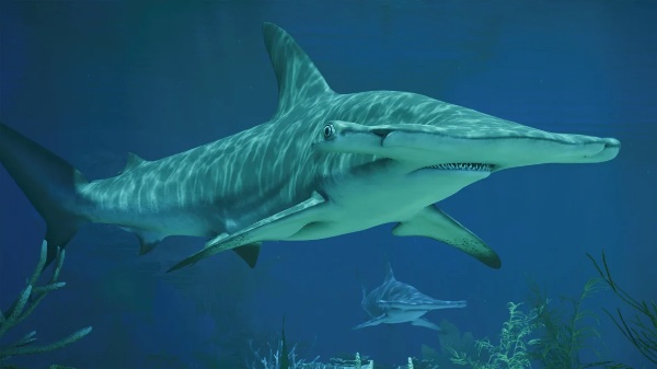 Great hammerhead