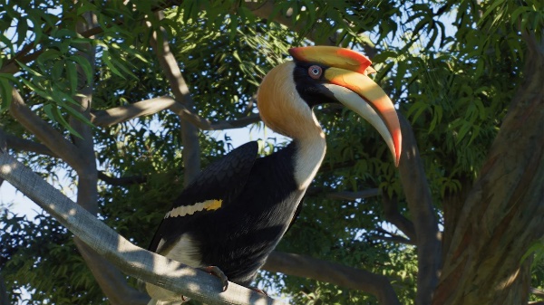 Great hornbill