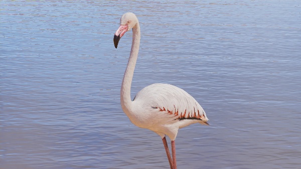 Greater flamingo