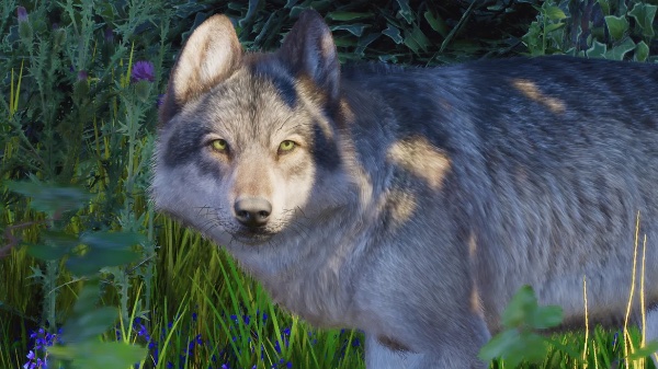 Grey wolf