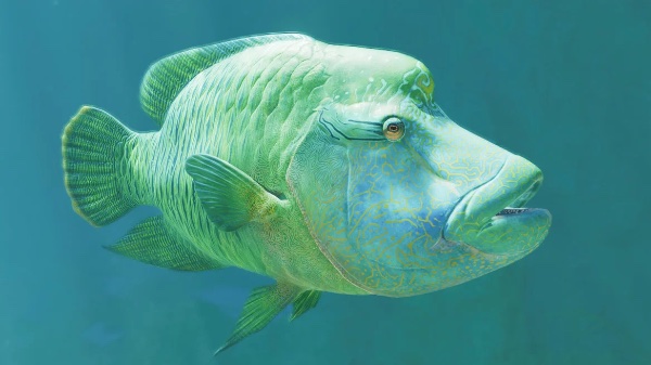 Humphead wrasse