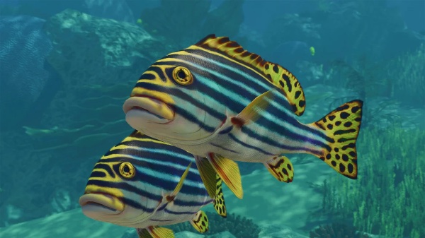 Indian ocean oriental sweetlips