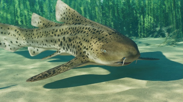 Indo-pacific leopard shark