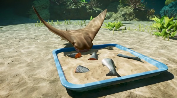 Javanese cownose ray