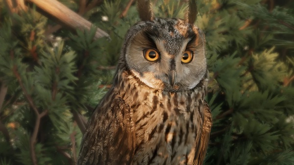 Long-eared owl