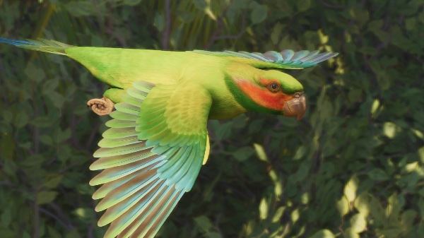 Long-tailed parakeet
