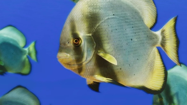 Longfin batfish