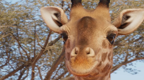 Masai giraffe