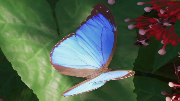 Menelaus blue morpho