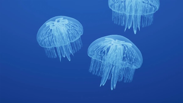 Moon jelly