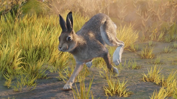 Mountain hare