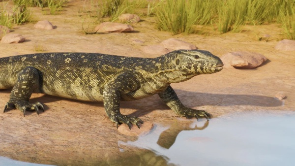 Nile monitor