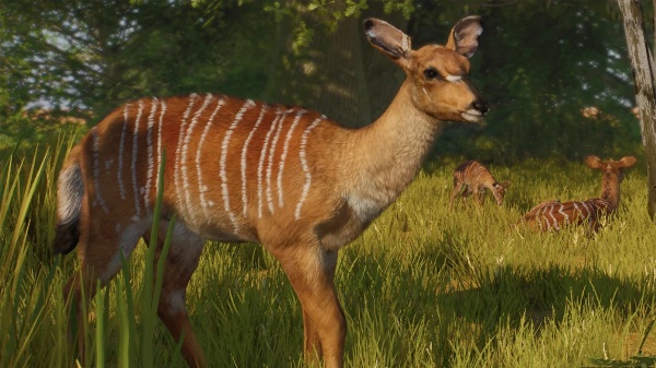 Nyala