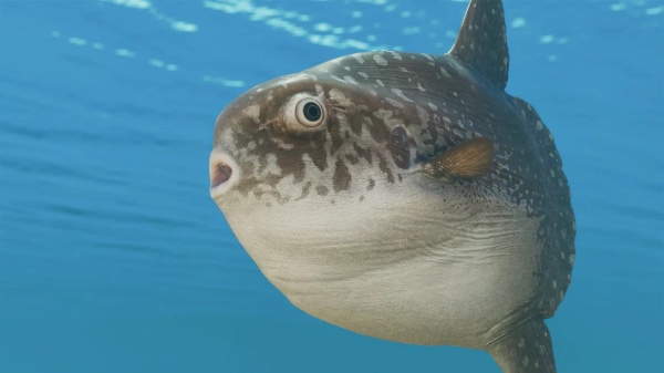 Ocean sunfish