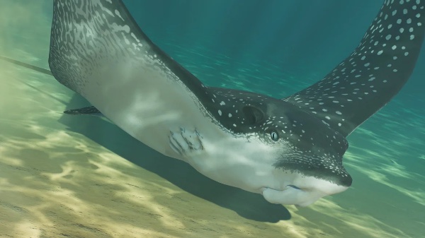 Ocellated eagle ray