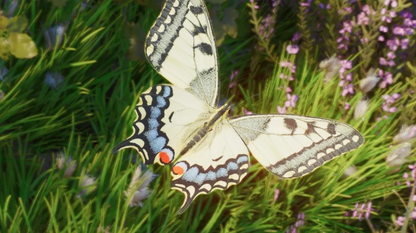 Old world swallowtail