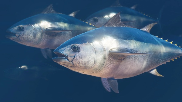 Pacific bluefin tuna