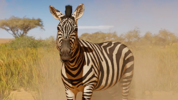 Plains zebra