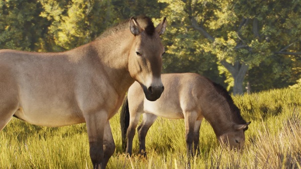 Przewalski’s horse