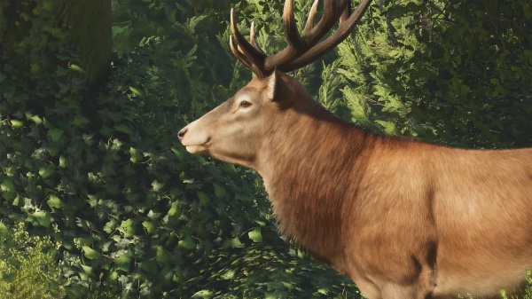 Red deer