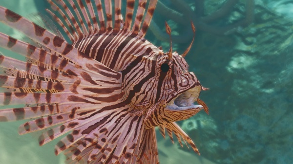 Red lionfish
