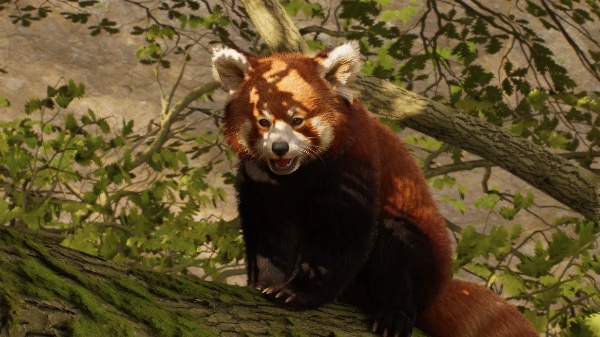 Red panda