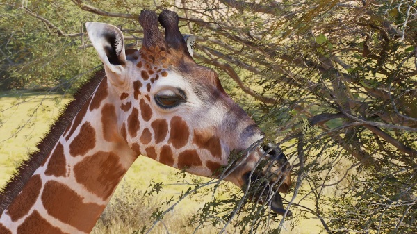 Reticulated giraffe