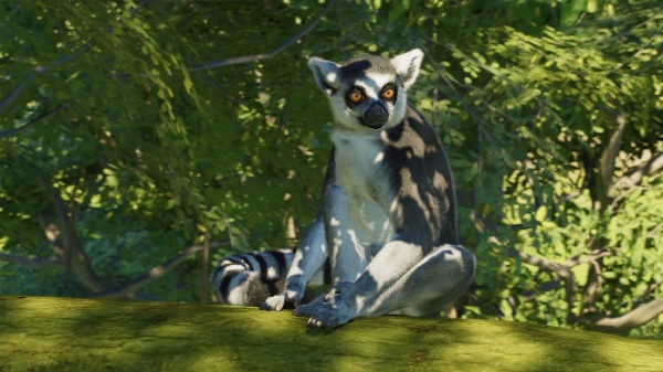 Ring-tailed lemur