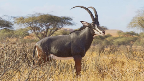 Sable antelope