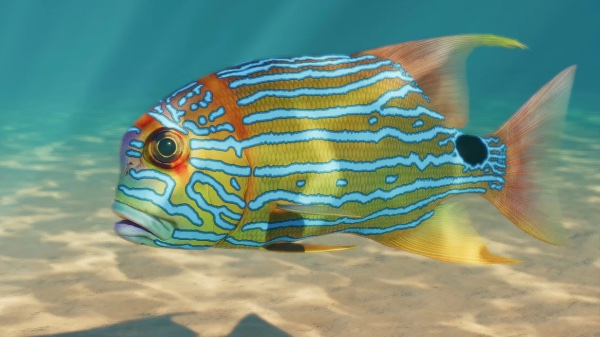 Sailfin snapper