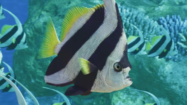 Schooling bannerfish