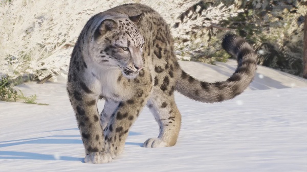 Snow leopard
