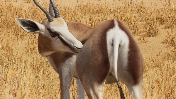 Springbok