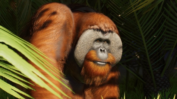 Sumatran orangutan