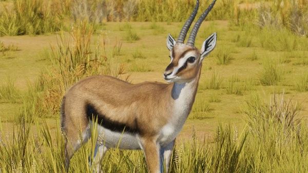 Thomson’s gazelle