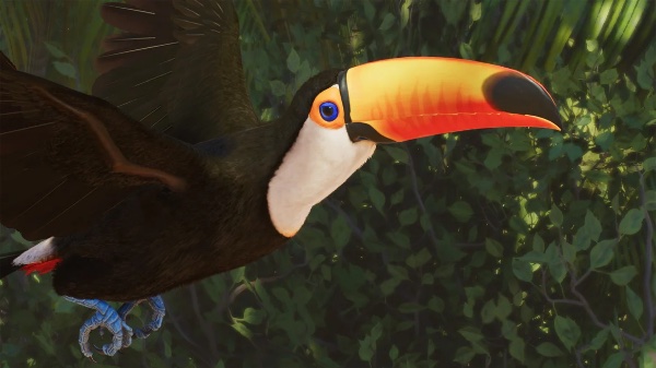 Toco toucan