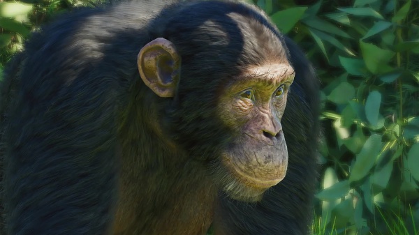 Western chimpanzee
