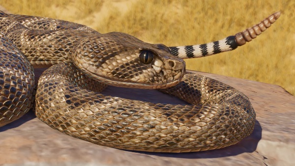 Western diamondbacks rattlesnake