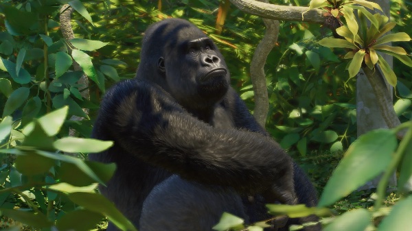 Western lowland gorilla
