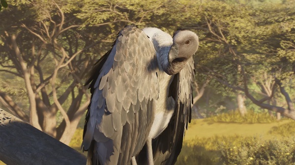 White-backed vulture