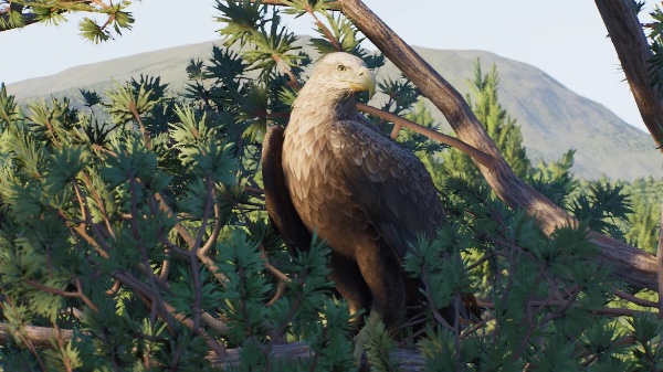 White-tailed sea-eagle