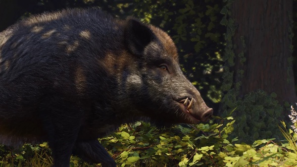 Wild boar