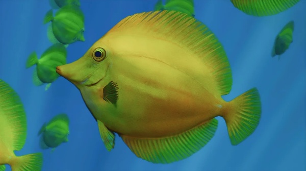 Yellow tang
