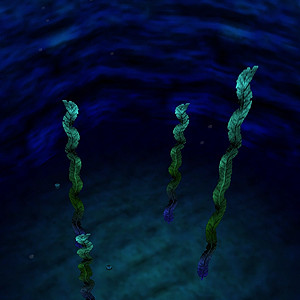 Pinnacle Rock Seabed