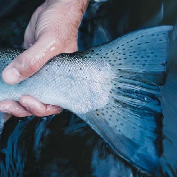 Fisherman