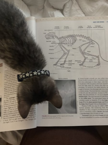 Veterinarian