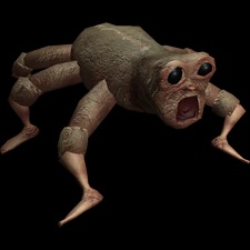 Animal