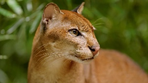African Golden Cat