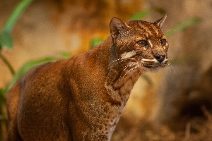 Asian Golden Cat