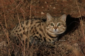 Black-footed cat
